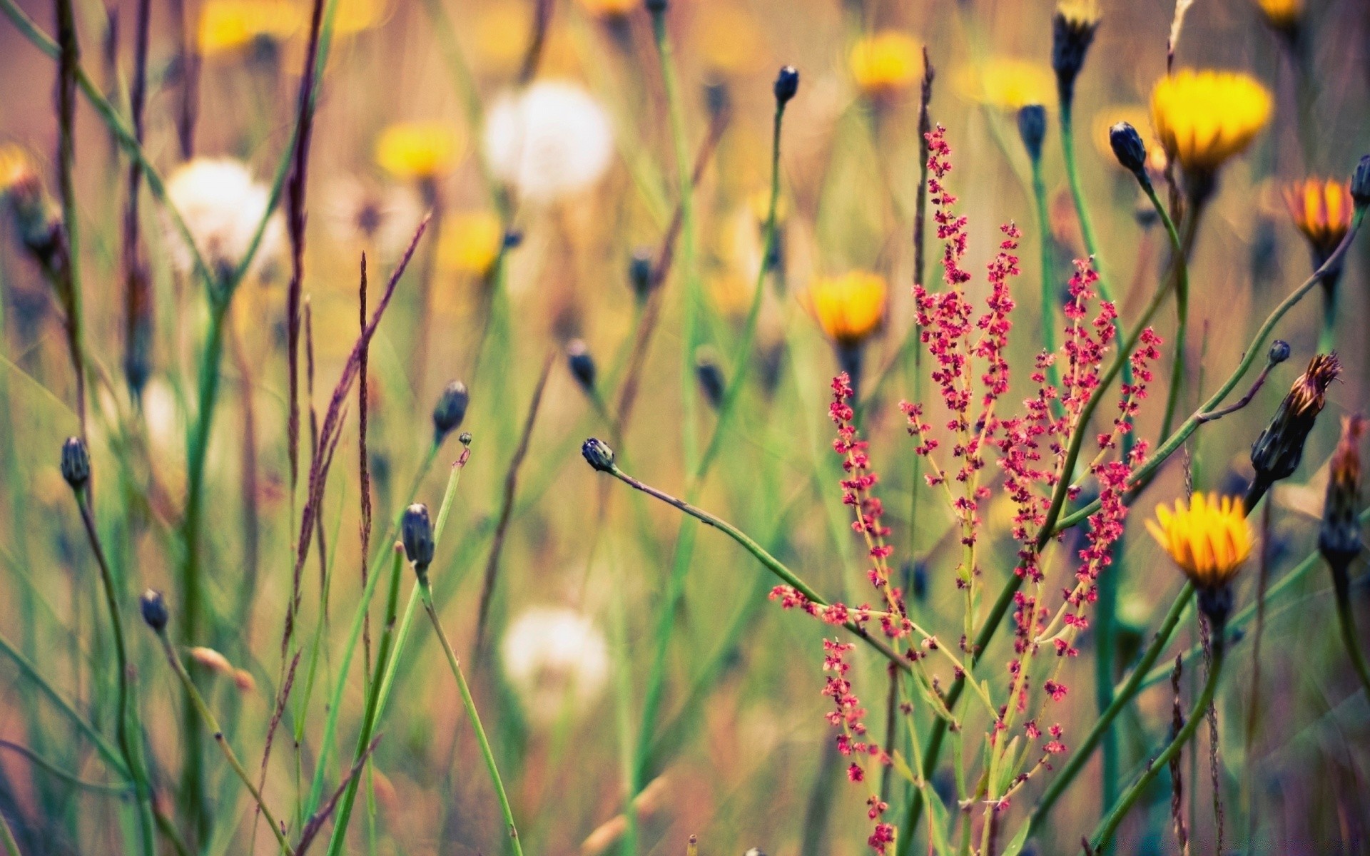 flowers nature flower grass field flora summer hayfield rural garden bright fair weather sun outdoors season color close-up leaf growth wild