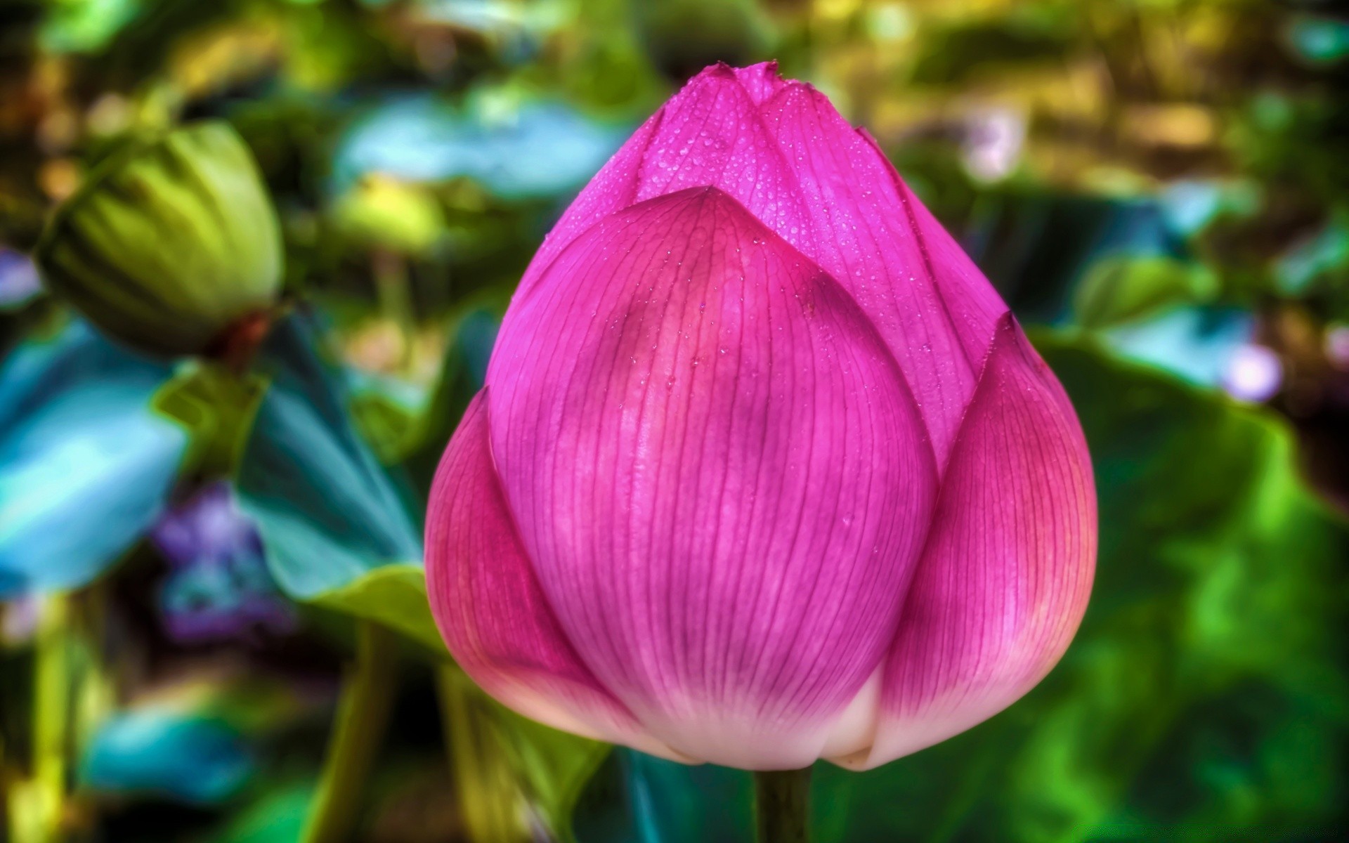 kwiaty kwiat natura liść flora ogród lotos bluming płatek lato lily piękny kwiatowy park tropikalny botaniczny romans na zewnątrz kolor zbliżenie