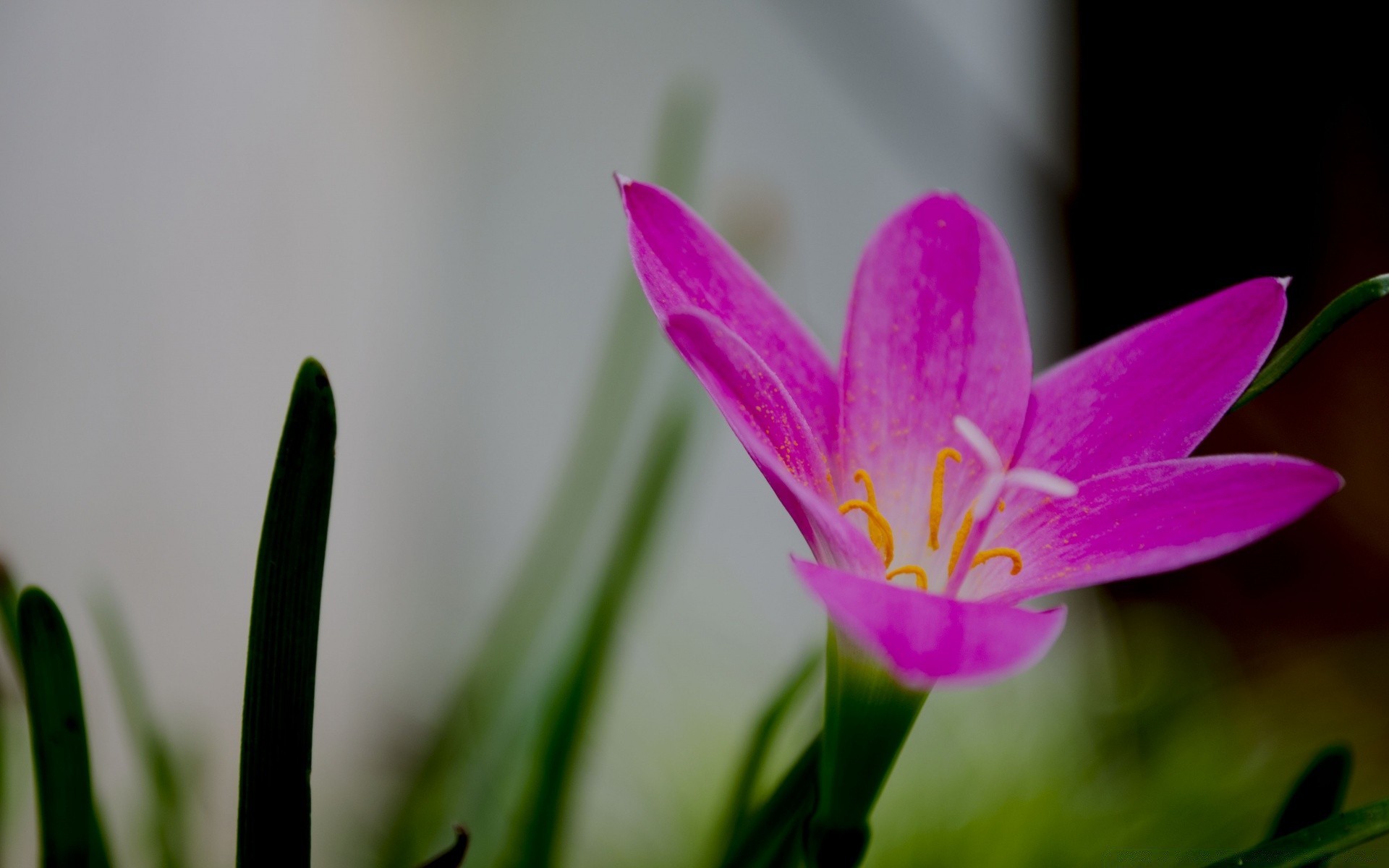 fiori natura fiore flora foglia estate giardino crescita colore brillante floreale petalo tulipano pasqua