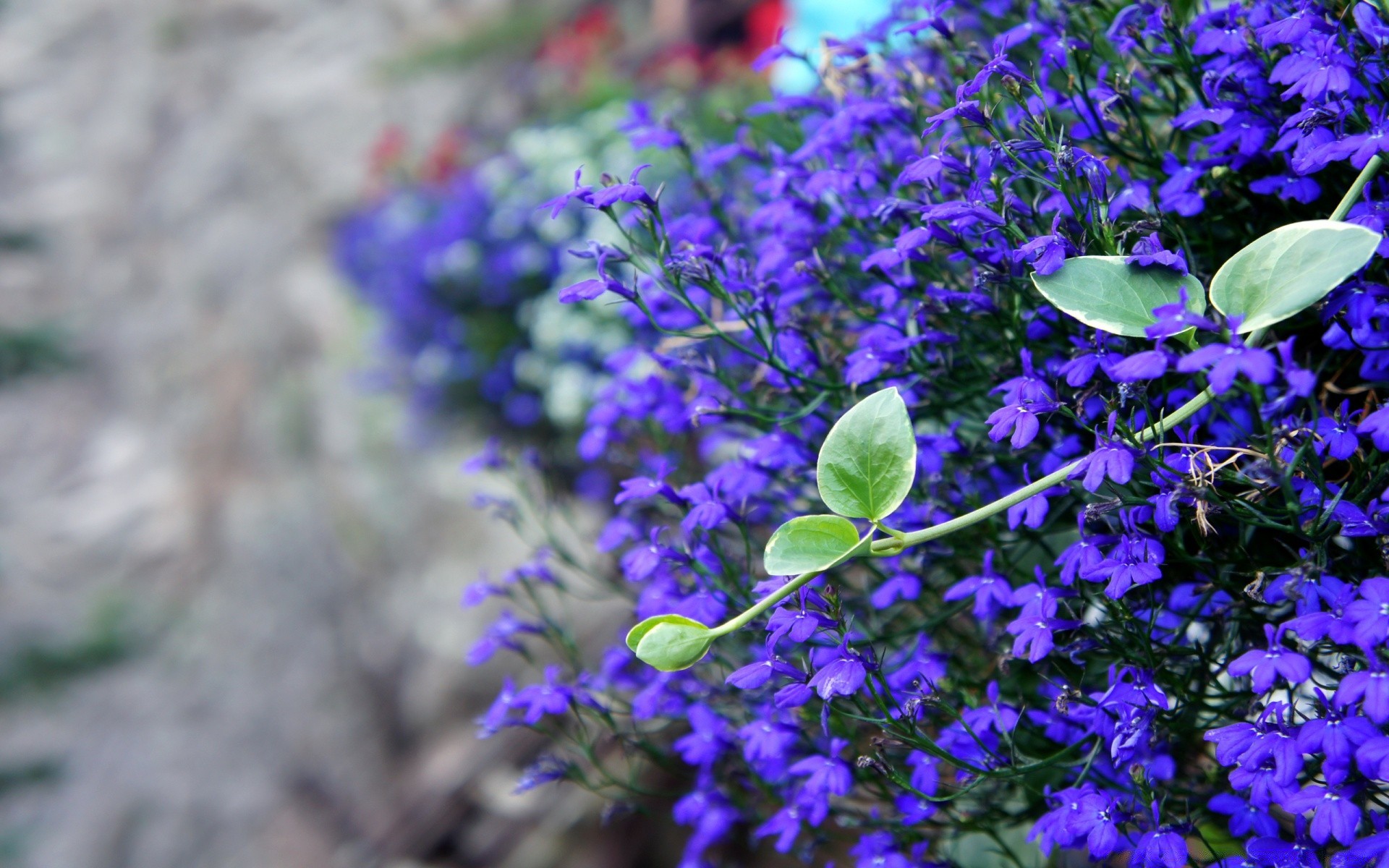 flowers flower nature flora leaf garden summer blooming floral outdoors petal violet season growth wild close-up field bright color botanical