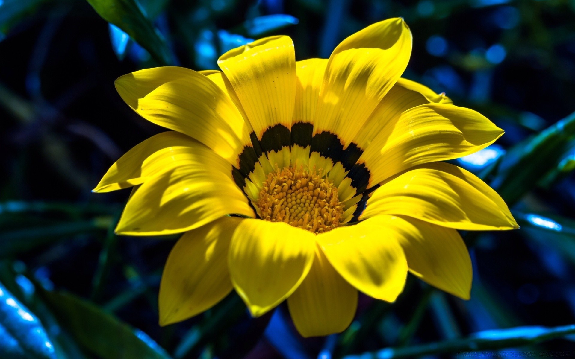 çiçekler çiçek doğa flora bahçe yaz yaprak taçyaprağı parlak renk çiçek çiçek açan güzel büyüme polen sezon