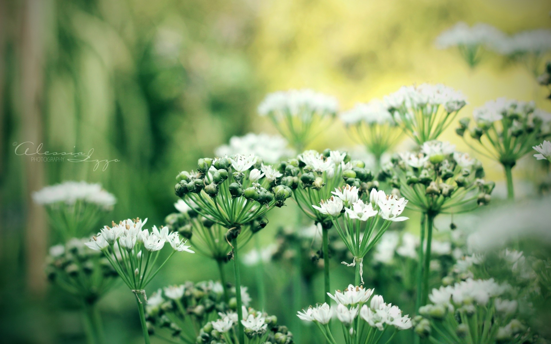 flowers nature flower flora summer grass leaf garden floral growth blooming outdoors field season petal fair weather wild hayfield rural sun