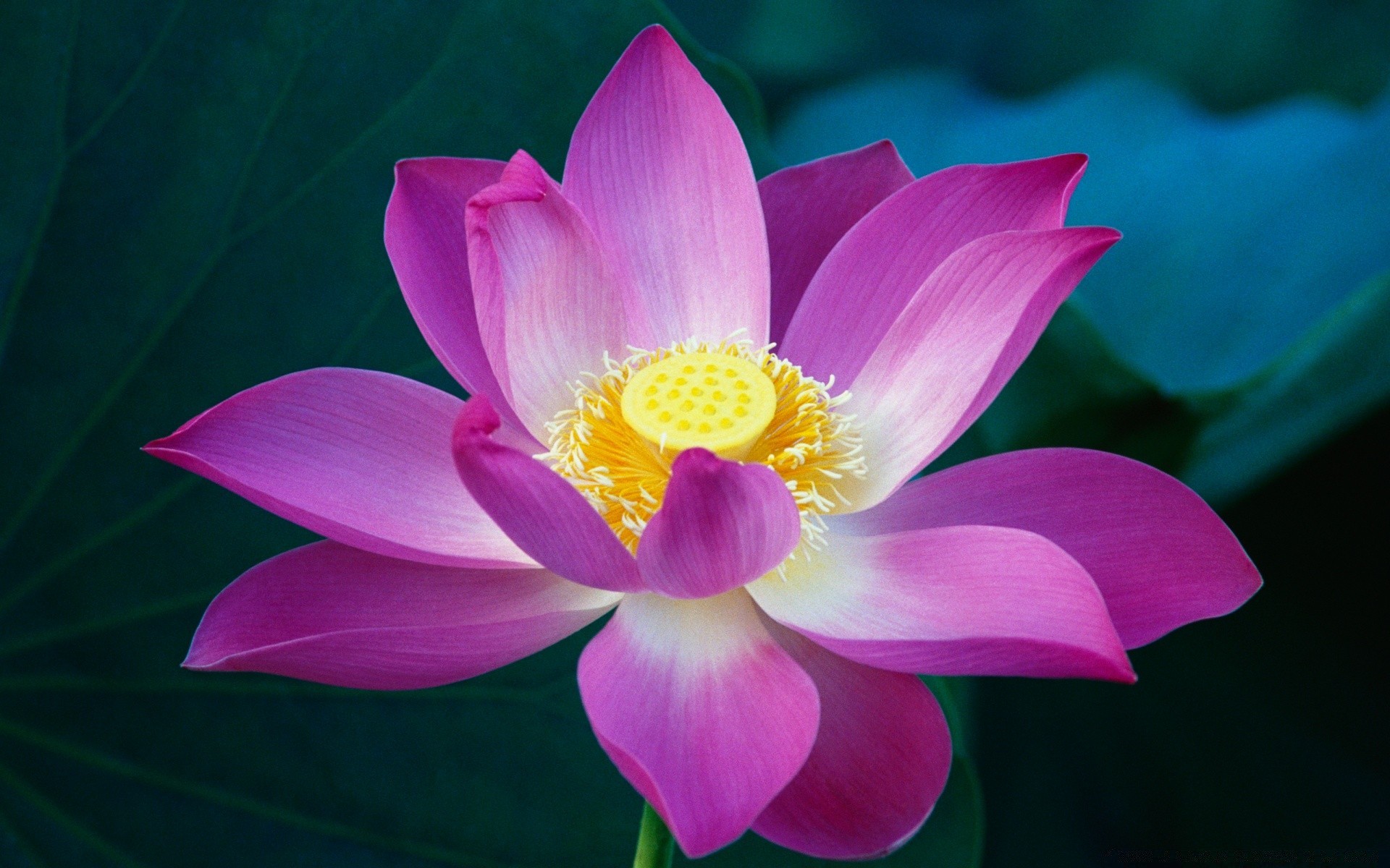 花 莲花 花卉 植物群 叶 盛开 自然 百合 异国情调 花瓣 热带 禅 圣 水 花园 夏天 美丽 花卉 池