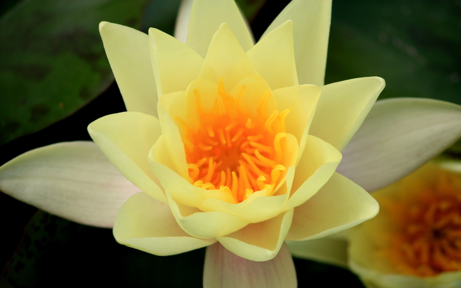 花 花 莲花 植物群 百合 盛开 叶 自然 花瓣 池 水 花卉 花园 冥想 夏天 禅 圣 睡莲 美丽 热带 植物