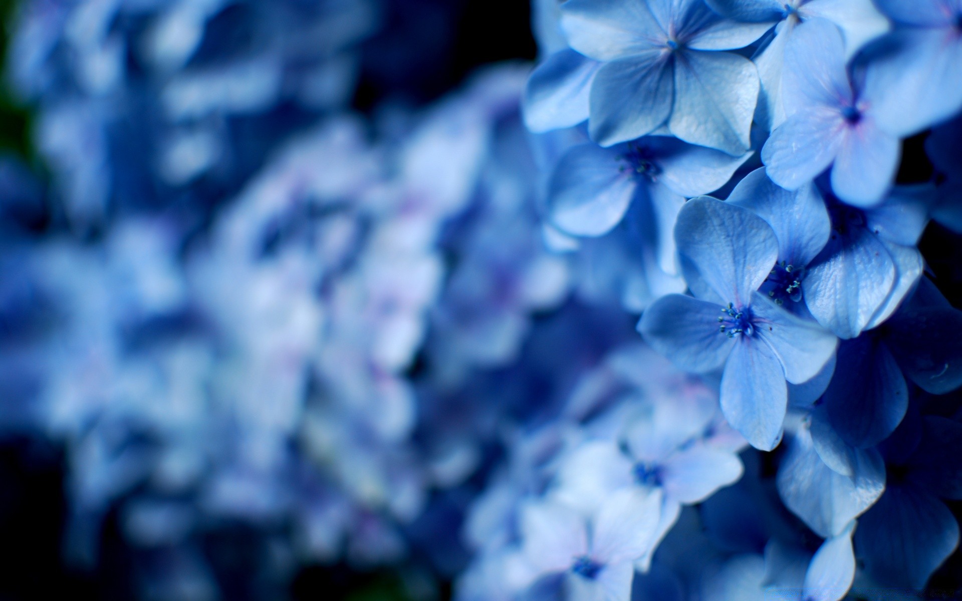 kwiaty natura kwiat flora liść lato ogród dekoracja kolor kwiatowy zbliżenie płatek wzrost jasny świeżość