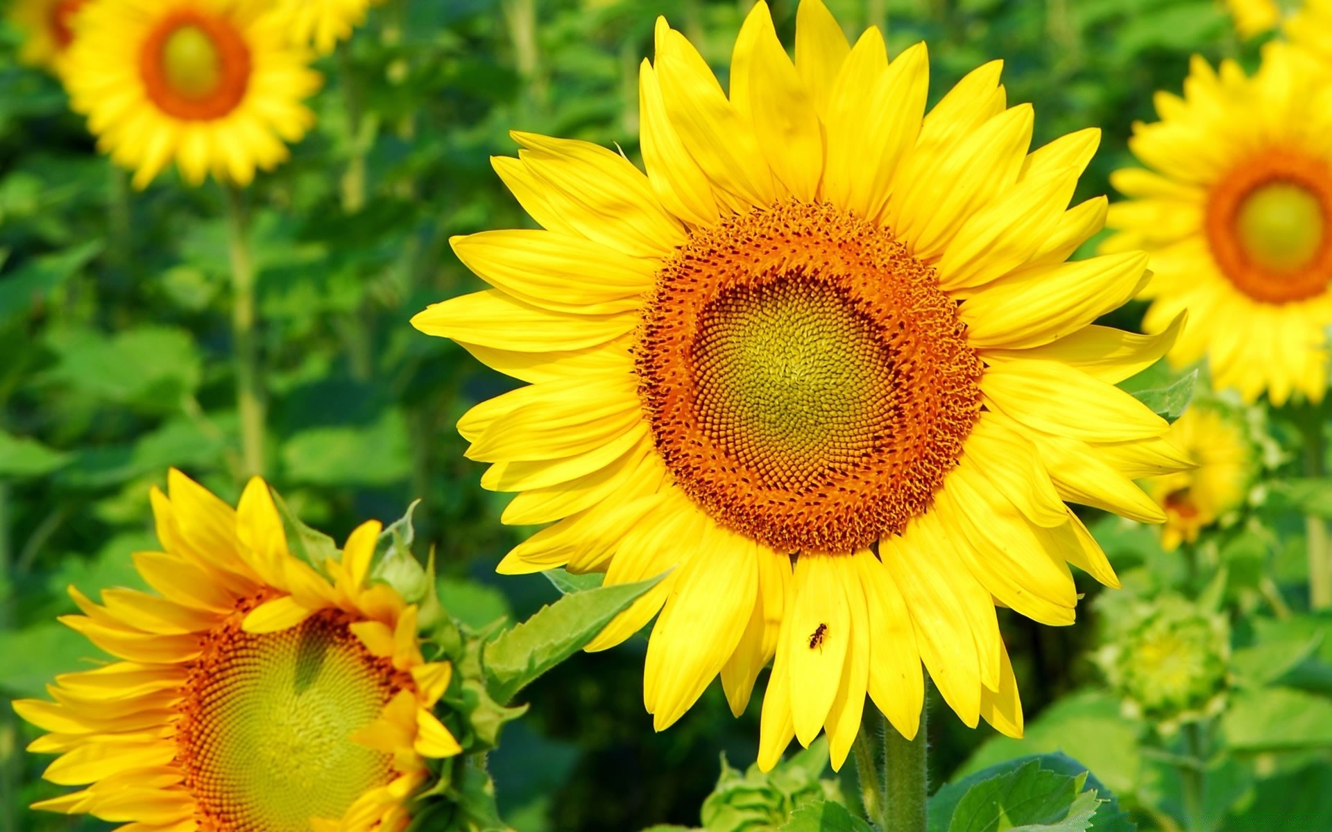 flowers nature summer flower flora leaf sunflower bright petal garden growth floral sun pollen vibrant fair weather field blooming color beautiful