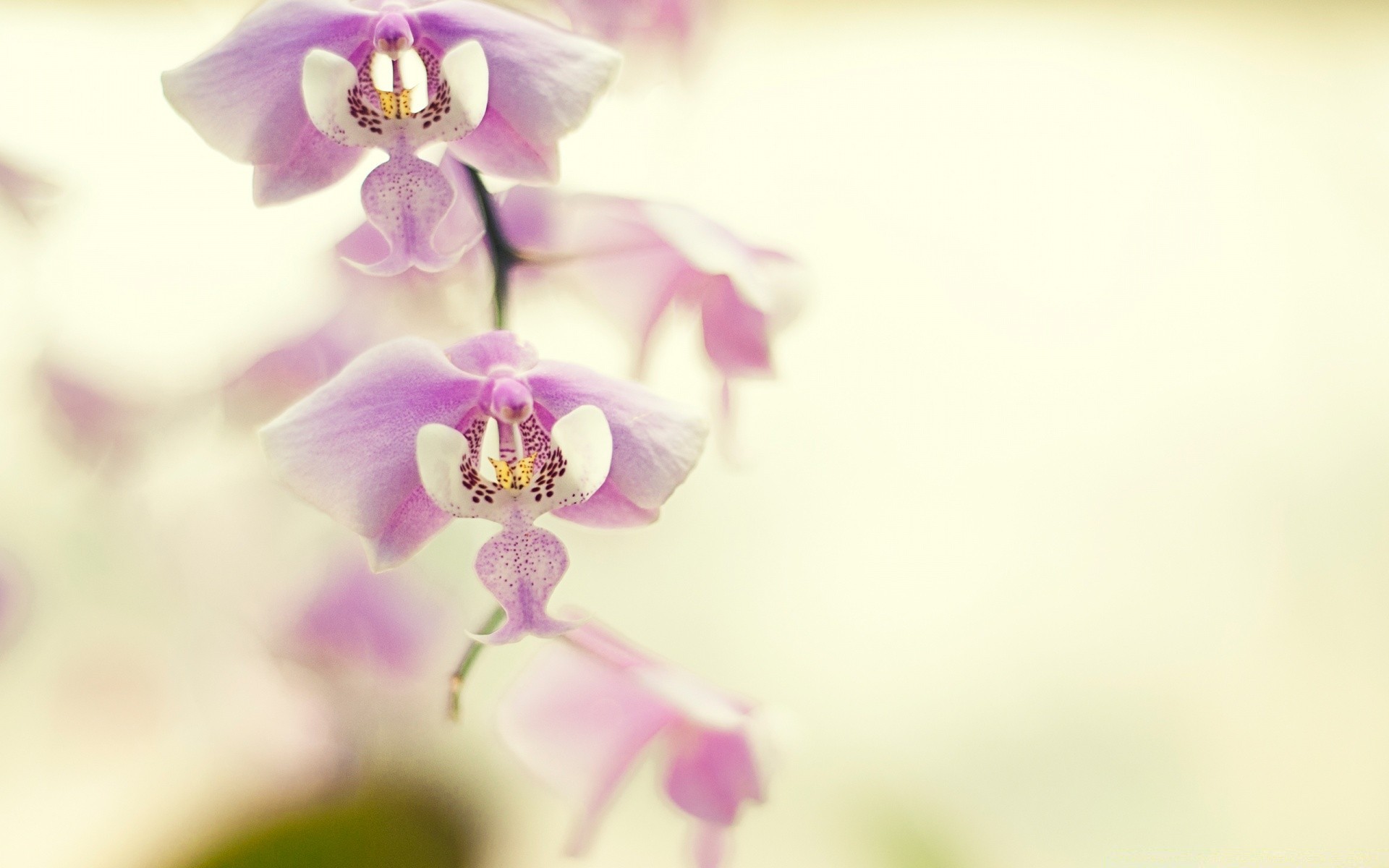 kwiaty kwiat natura flora liść lato płatek ogród rozmycie kwiatowy bluming kolor jasny tropikalny