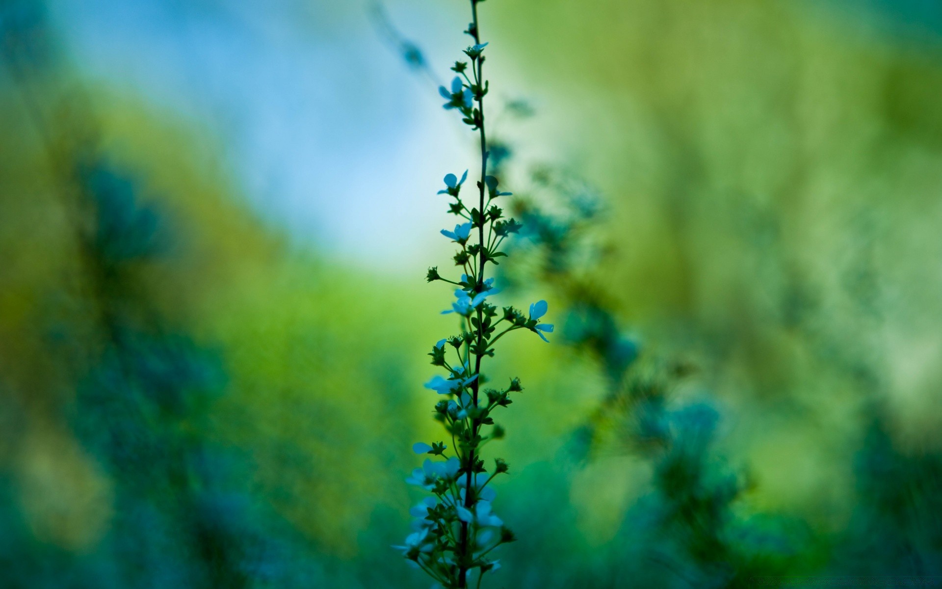 flores naturaleza hoja al aire libre verano flor desenfoque flora crecimiento hierba madera