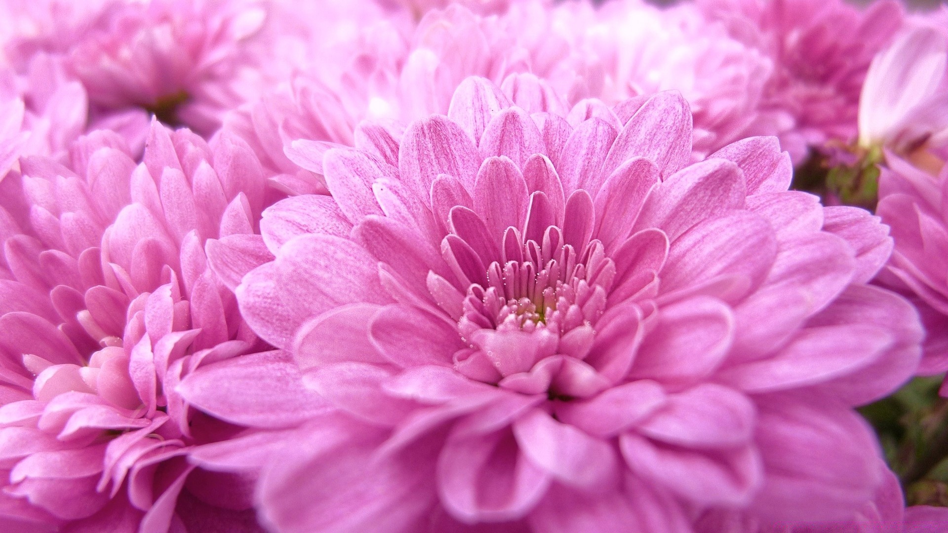 花 花 自然 植物 花卉 花瓣 花园 菊花 盛开 颜色 大丽花 美丽 夏天 叶 花束 特写 头 明亮 季节 礼物