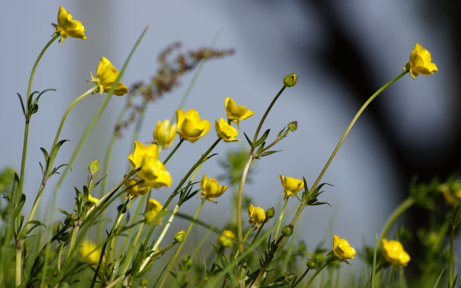 blumen blume natur flora feld sommer gras hell garten blatt schließen heuhaufen blumen im freien farbe wachstum blühen jahreszeit gutes wetter wild