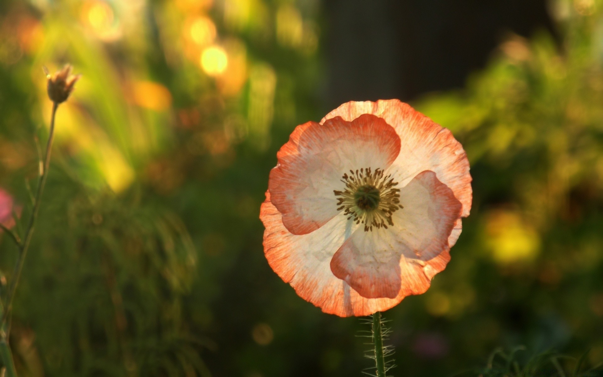 flores flor naturaleza poppy verano al aire libre flora hoja jardín brillante color campo