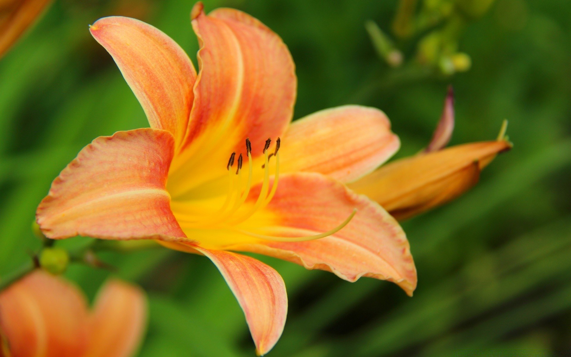 kwiaty kwiat natura flora liść lato ogród lily płatek wzrost na zewnątrz żywy tropikalny