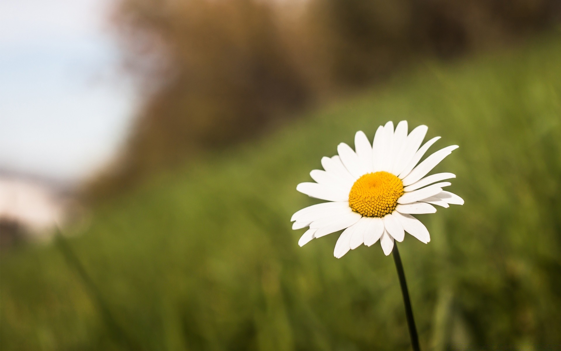 çiçekler doğa çiçek yaz çimen flora alan güzel hava açık havada bahçe saman büyüme yaprak güneş parlak yakın çekim renk