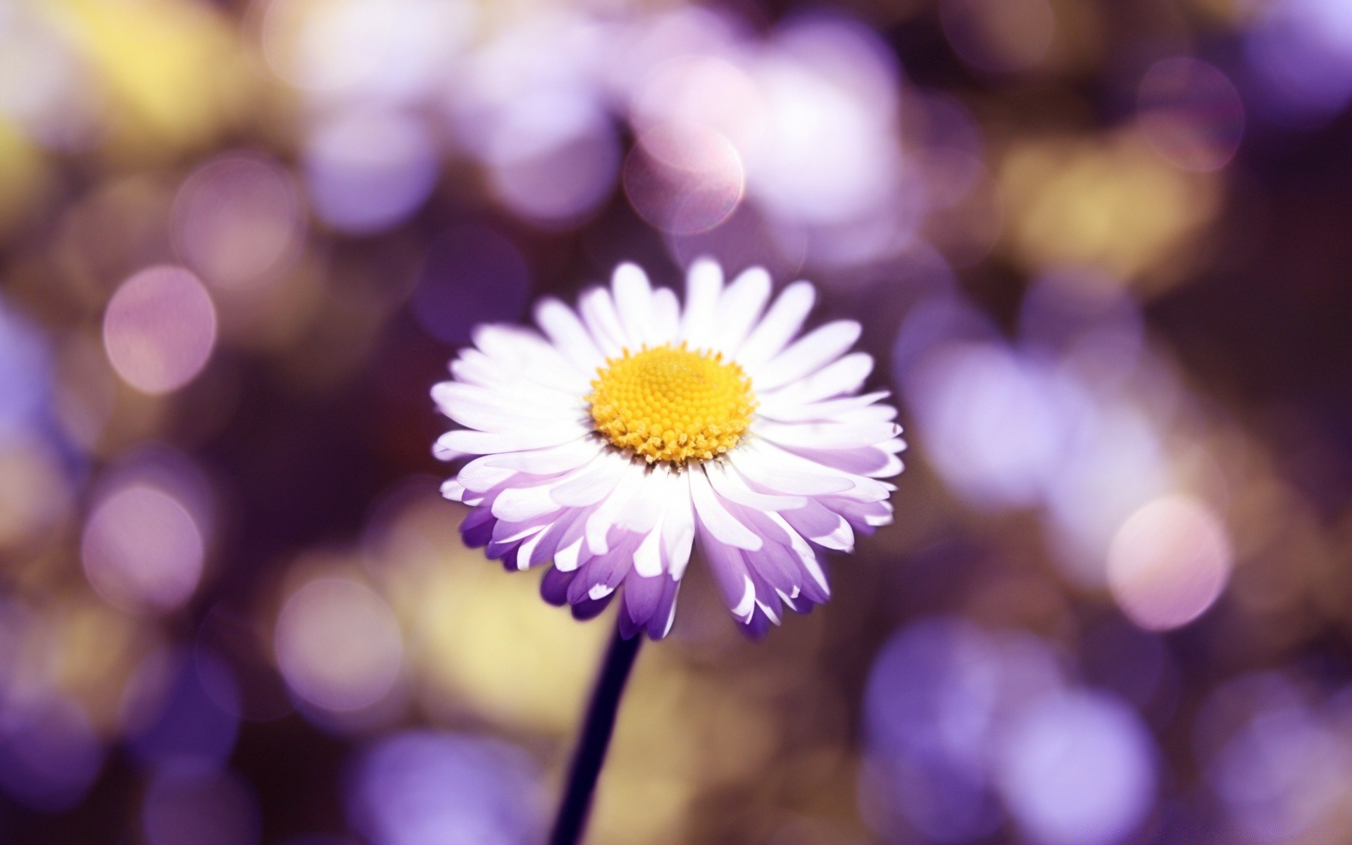 çiçekler doğa renk parlak bulanıklık çiçek flora yakın çekim