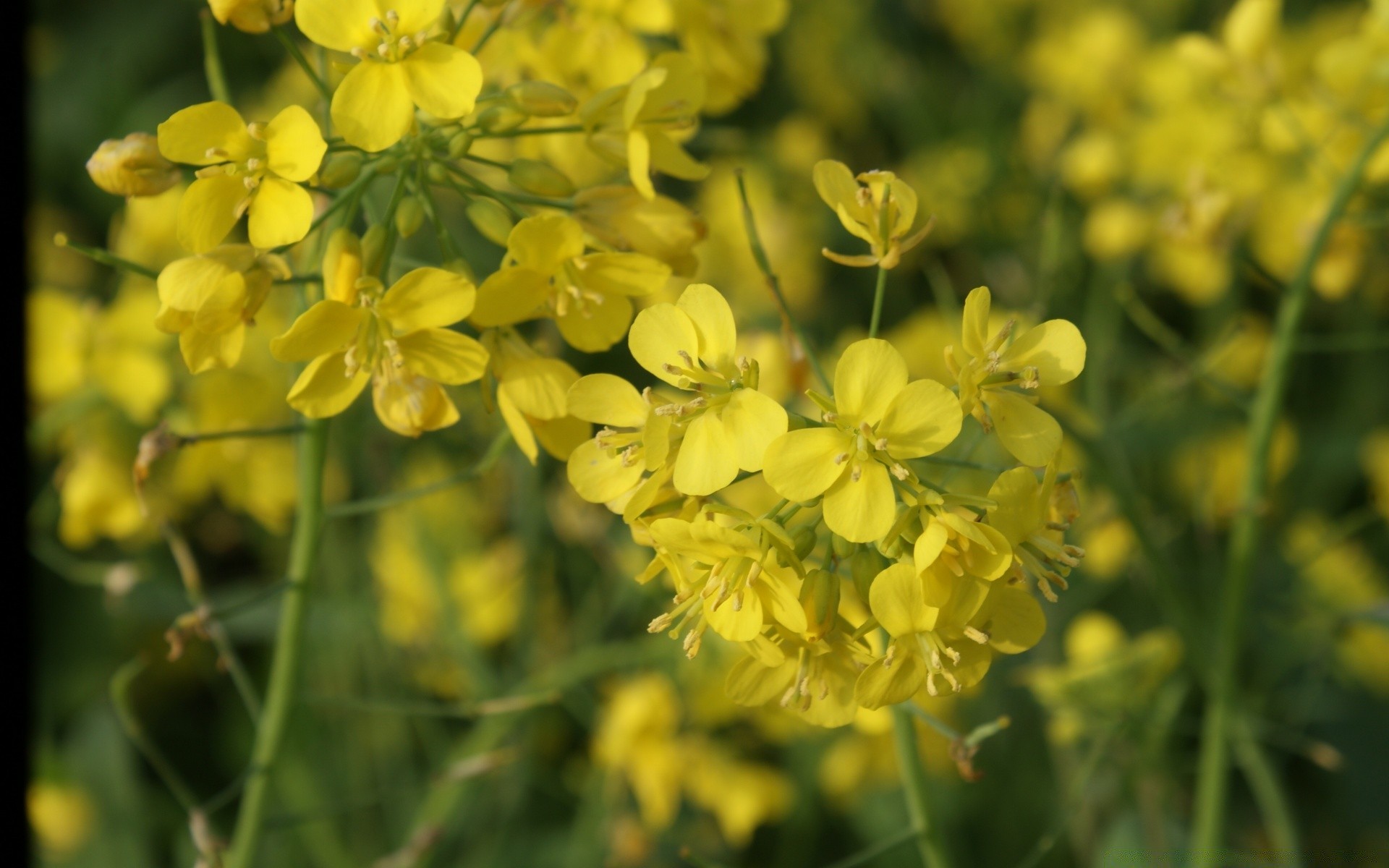 çiçekler çiçek doğa flora alan yaz çiçek açan tarım çiçek yaprak bahçe sezon parlak renk kırsal saman biçme makinesi büyüme açık havada çiftlik yakın çekim