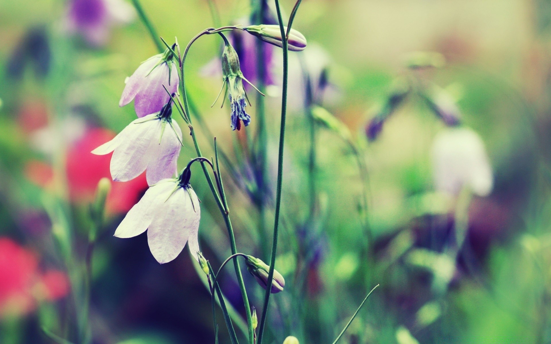 çiçekler doğa çiçek flora bahçe yaz yaprak çimen açık havada büyüme alan çiçeklenme yakın çekim parlak saman güzel hava petal çiçek sezon renk