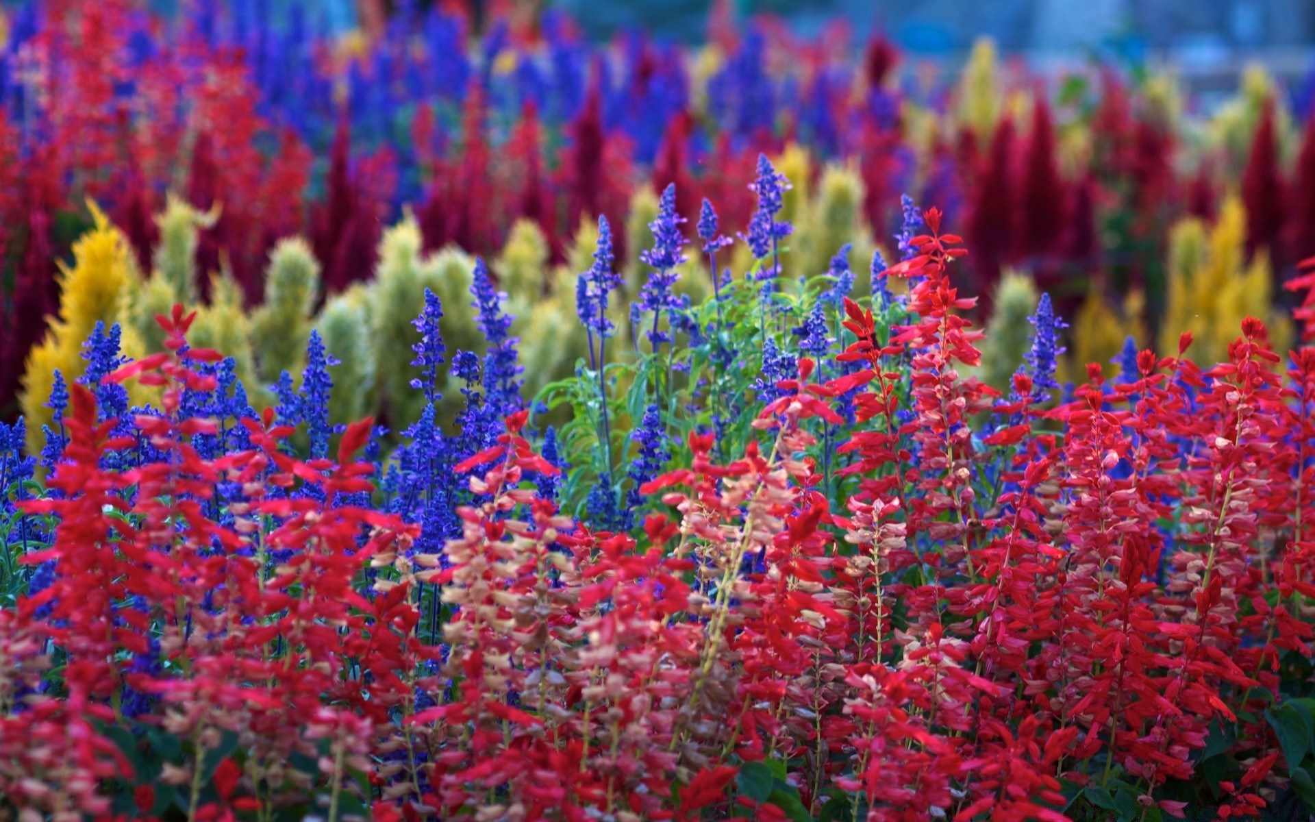 çiçekler çiçek flora doğa çiçek açan renk açık havada alan bahçe sezon büyüme çiçek parlak petal yaz parlak saman yaprak lale güzel