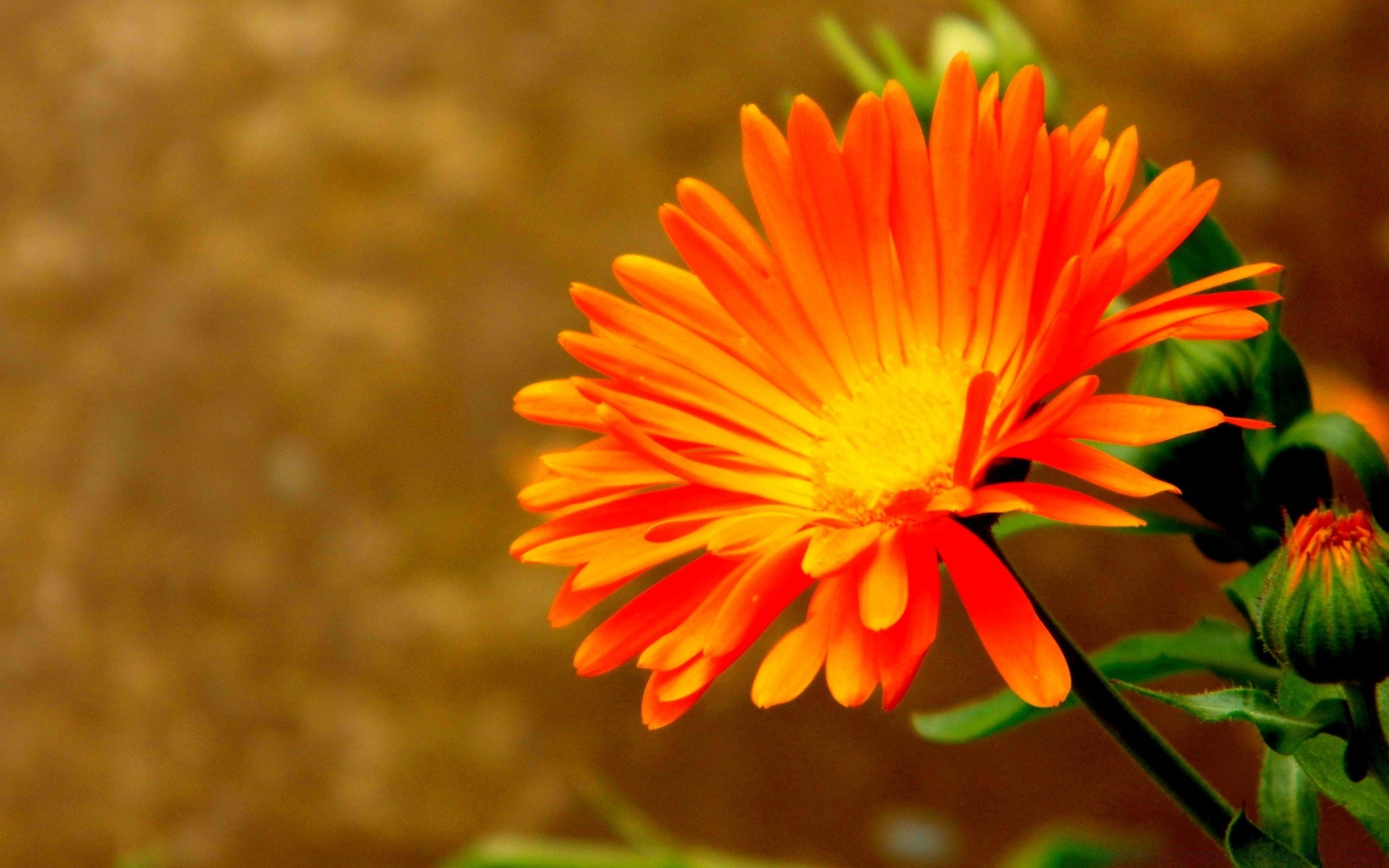 fleurs nature fleur flore couleur jardin été feuille gros plan bluming pétale lumineux belle à l extérieur