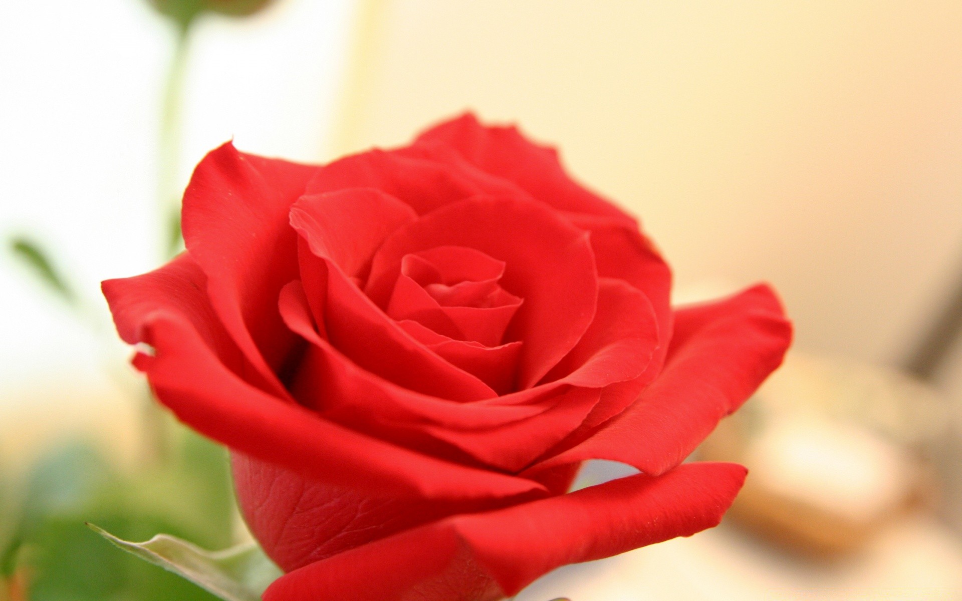 flowers rose flower love romance floral gift romantic petal wedding nature bouquet blooming flora leaf beautiful anniversary bud summer birthday