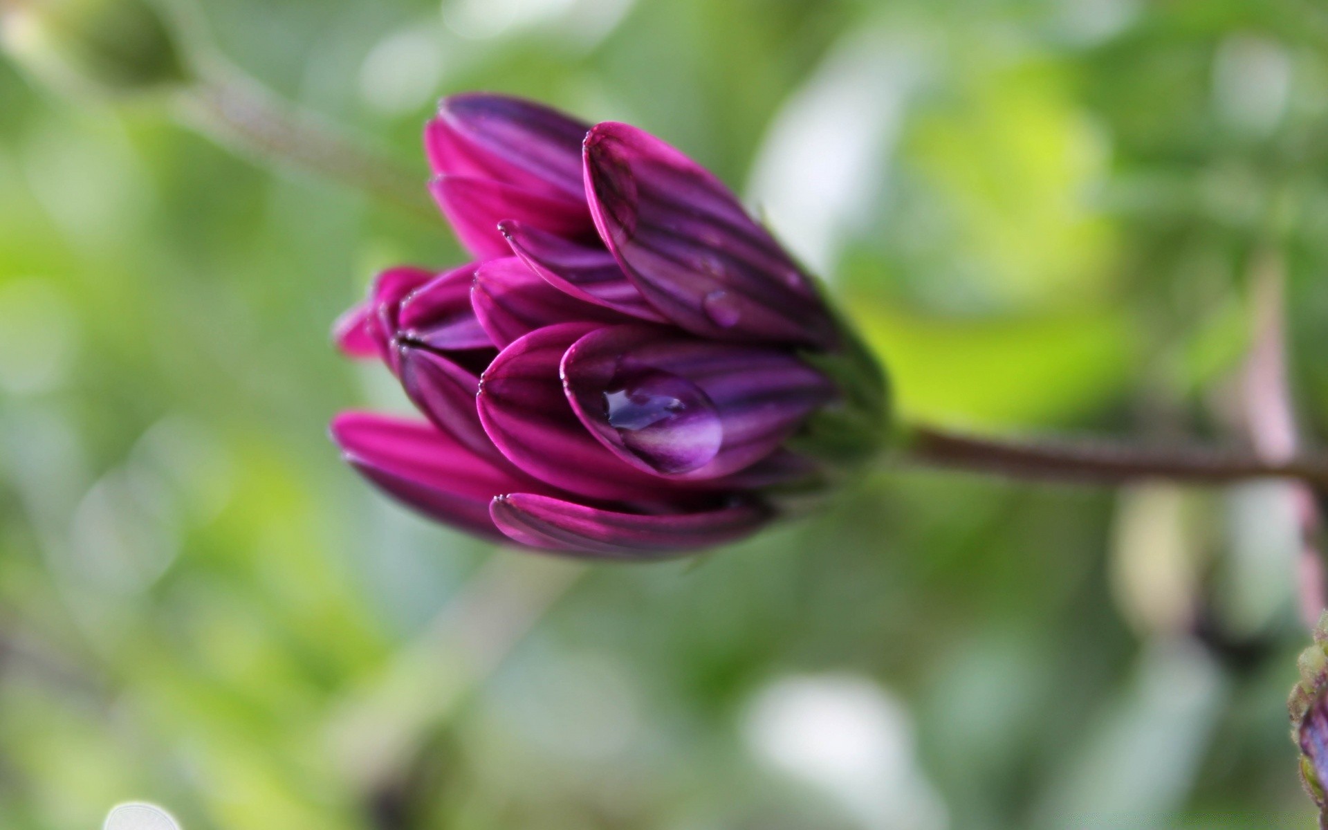 fleurs nature fleur flore jardin été feuille couleur gros plan belle lumineux à l extérieur floral bureau flou bluming pétale croissance