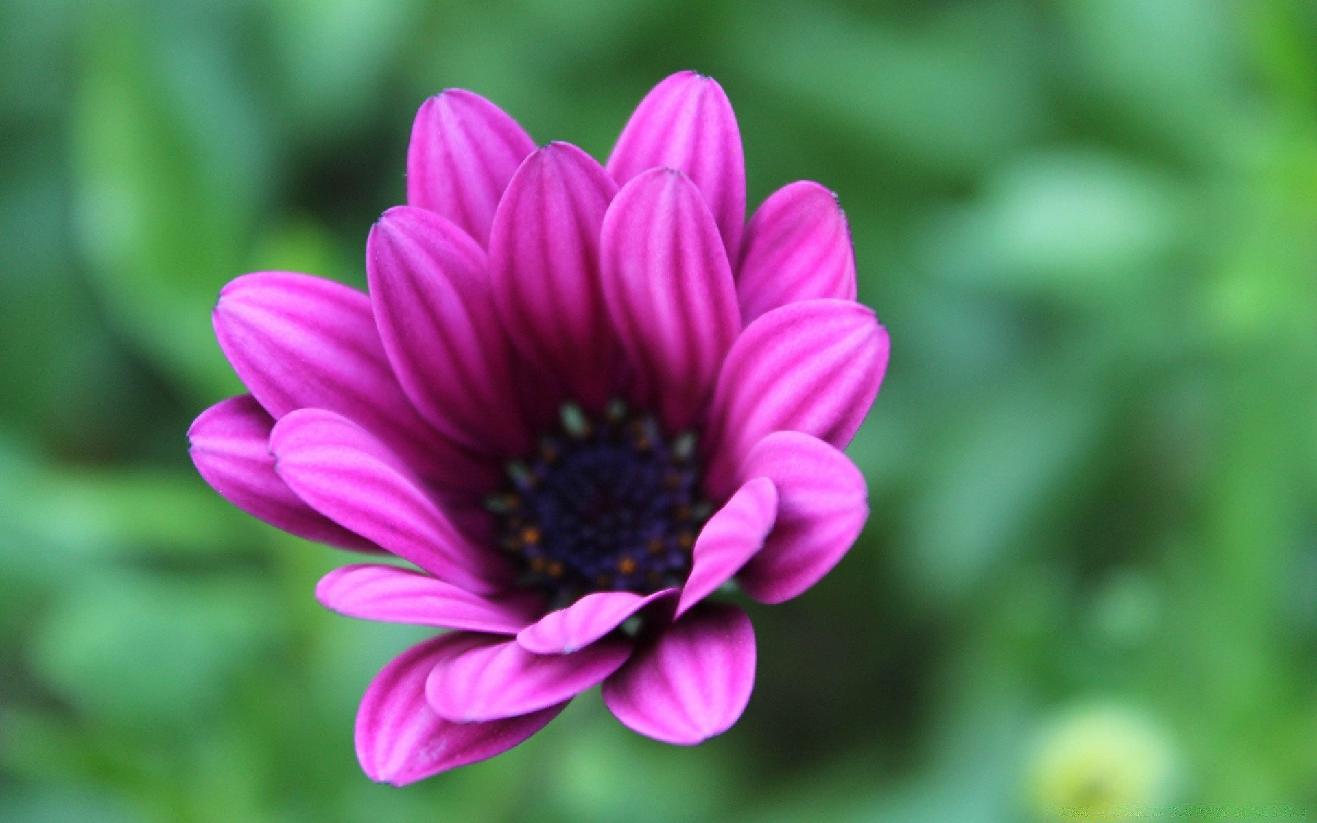 blumen natur blume flora sommer garten hell blütenblatt blatt farbe blumen schön blühen schließen wachstum im freien saison