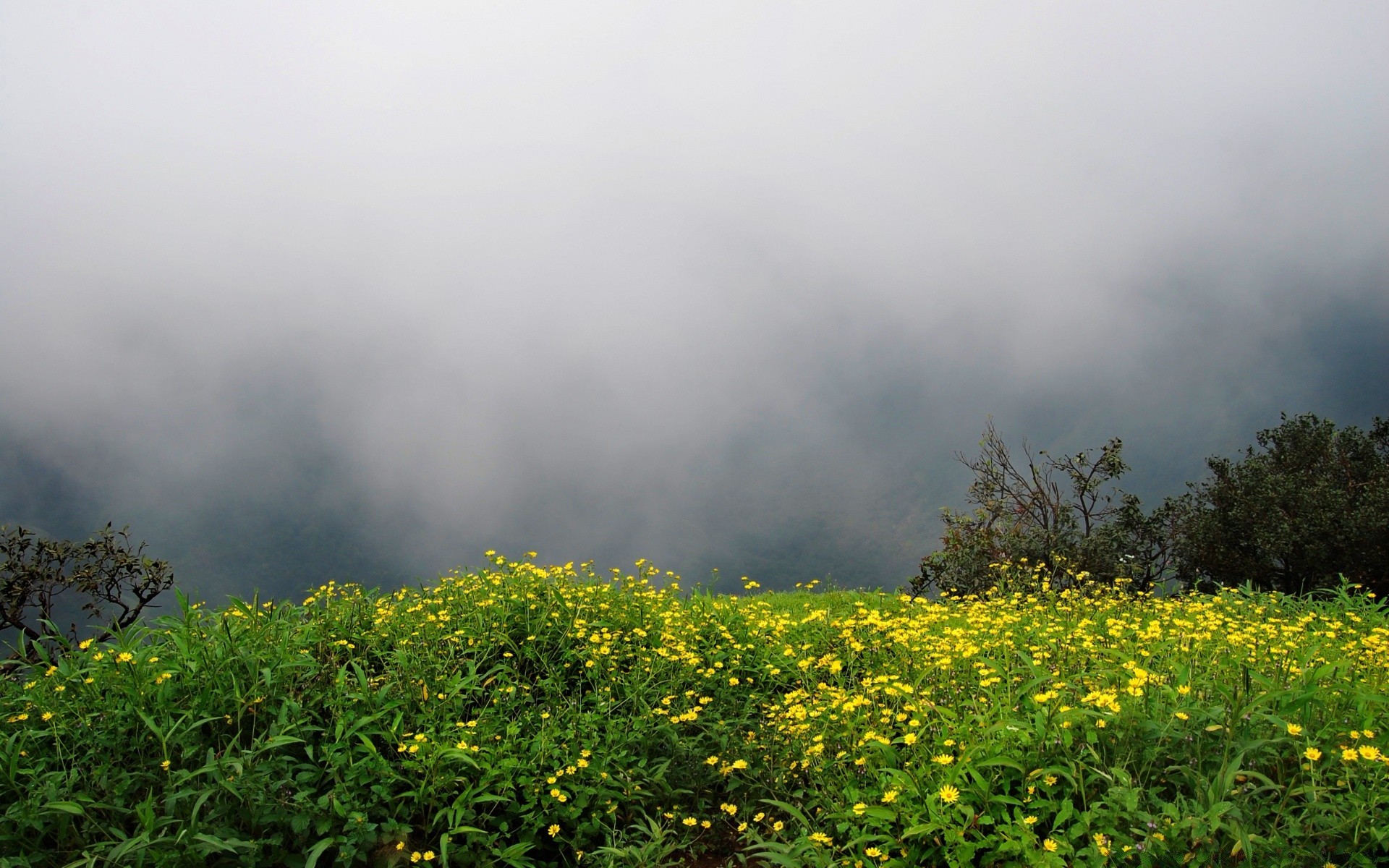 blumen landschaft natur blume baum feld sommer blatt flora landwirtschaft bauernhof nebel dämmerung garten im freien wachstum des ländlichen des ländlichen raums umwelt gras