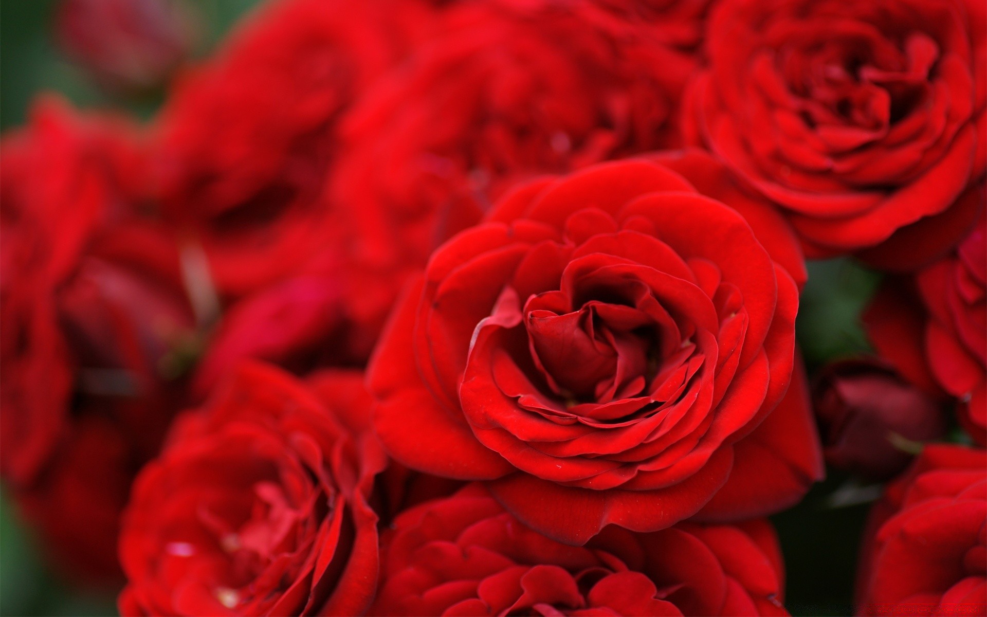 flores rosa flor romance amor pétalo ramo boda floral bluming romántico regalo aniversario flora naturaleza hoja amor vacaciones delicado