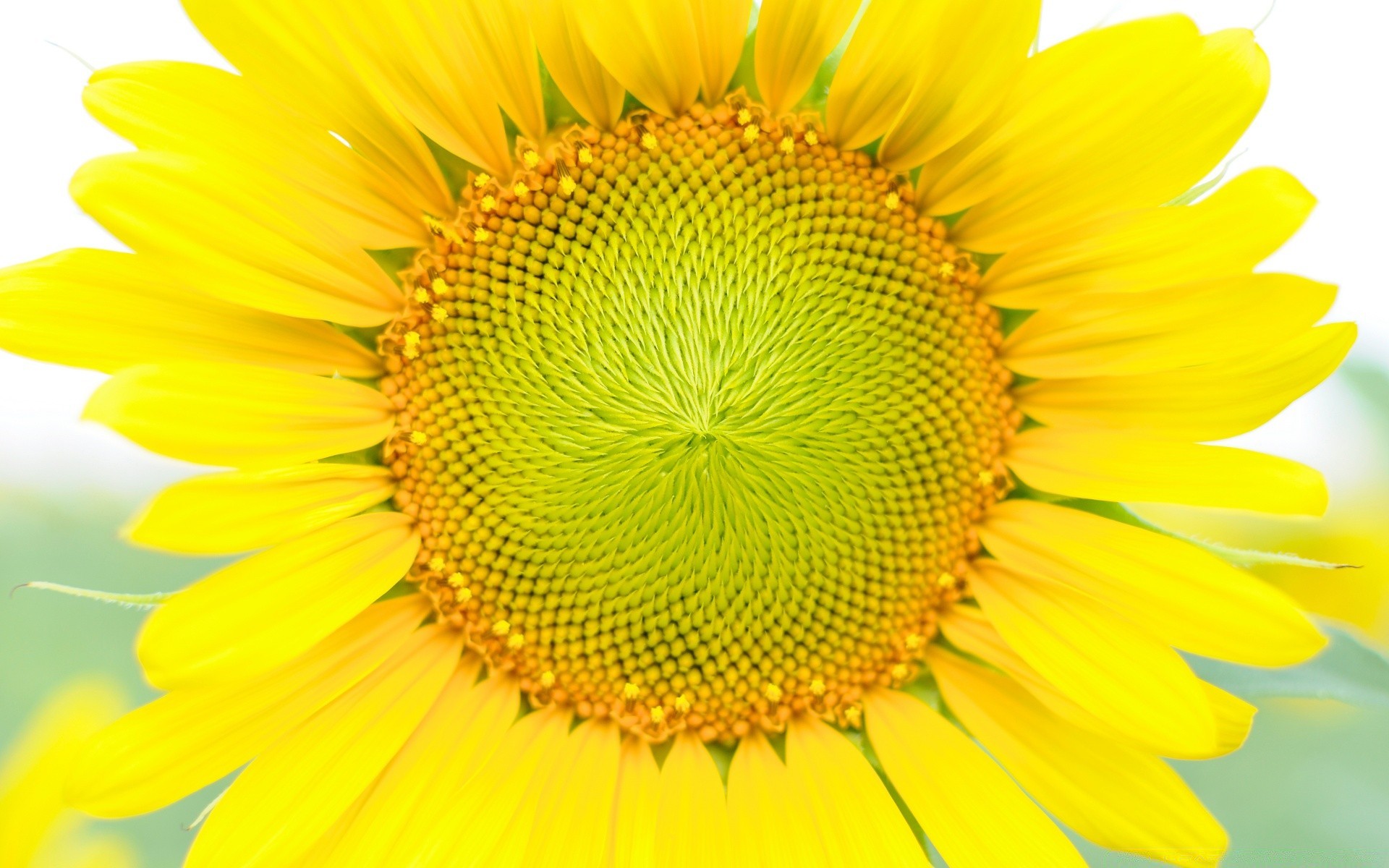 flowers nature sunflower bright summer flora flower growth pollen desktop beautiful close-up color vibrant leaf petal