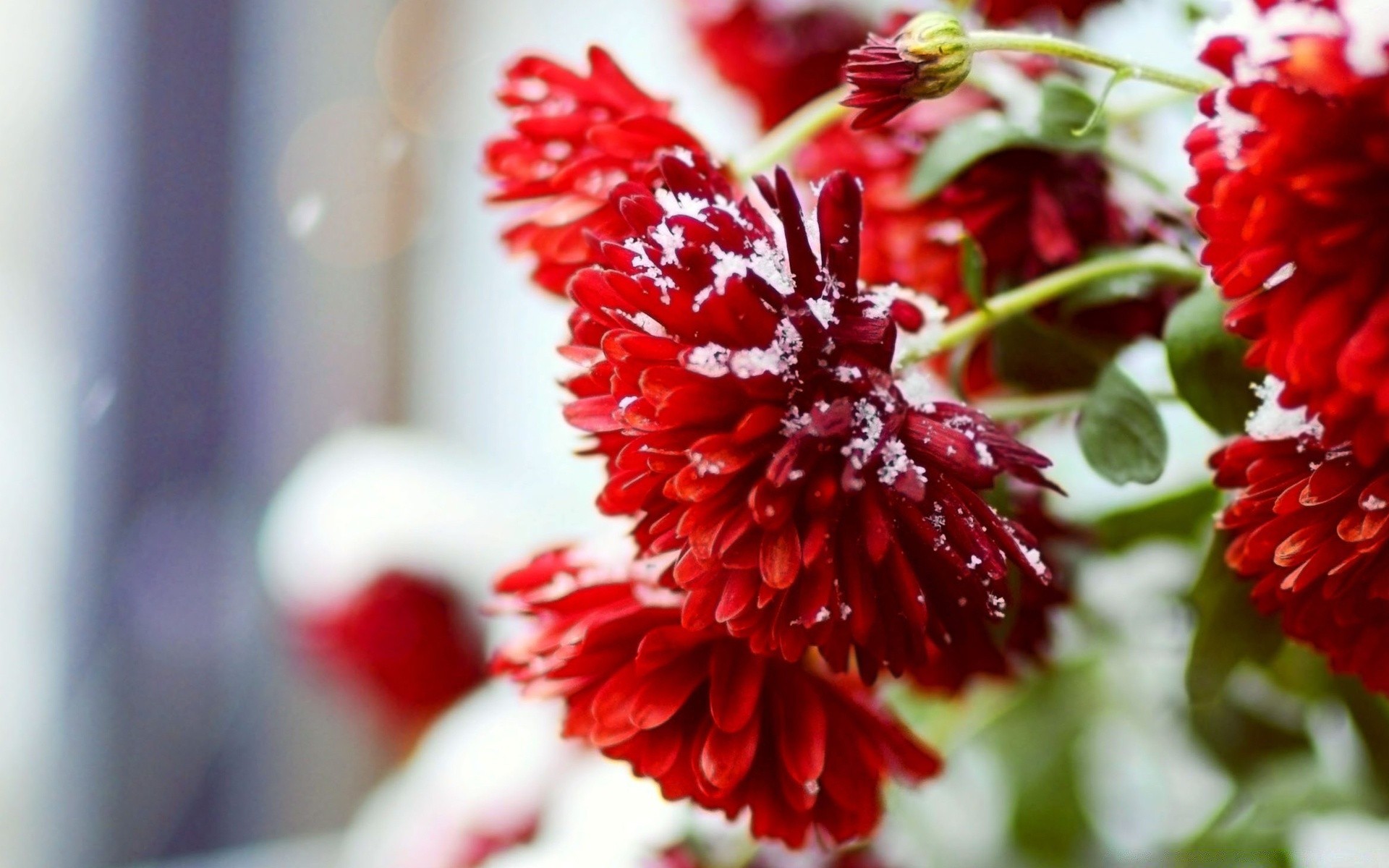 fleurs nature fleur feuille jardin flore gros plan été couleur