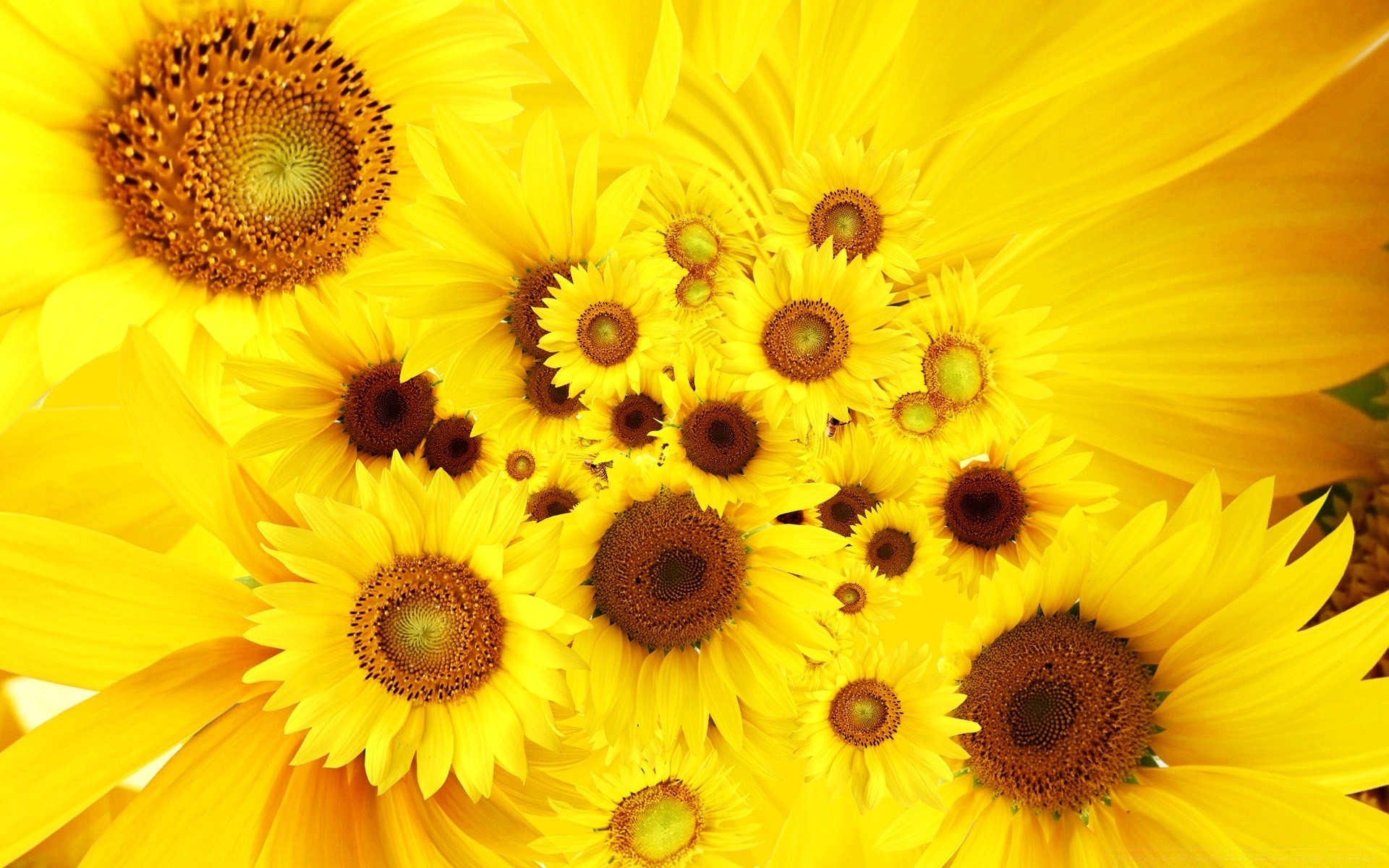 flowers flower nature flora sunflower bright summer floral petal beautiful color garden leaf blooming growth close-up desktop vibrant pollen