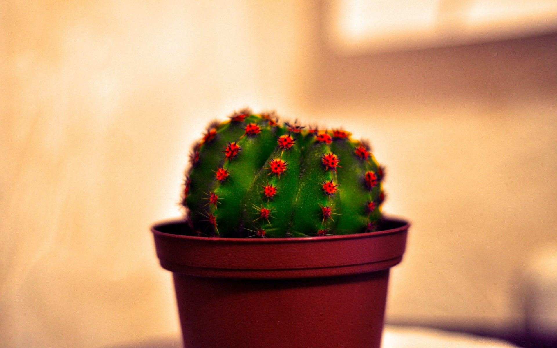 flores cactus naturaleza muerta madera naturaleza interior dof flor desenfoque