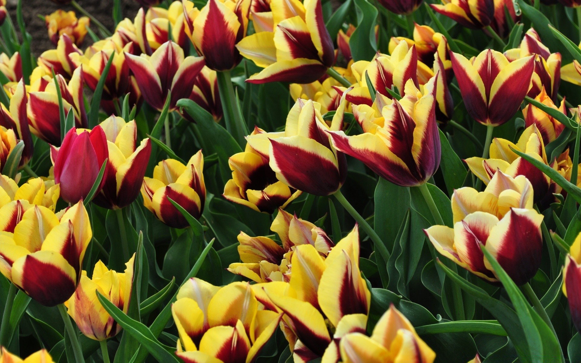 fiori tulipano natura giardino fiore flora foglia di pasqua vivid floreale petalo bouquet estate stagione di colore crescita campo fiore