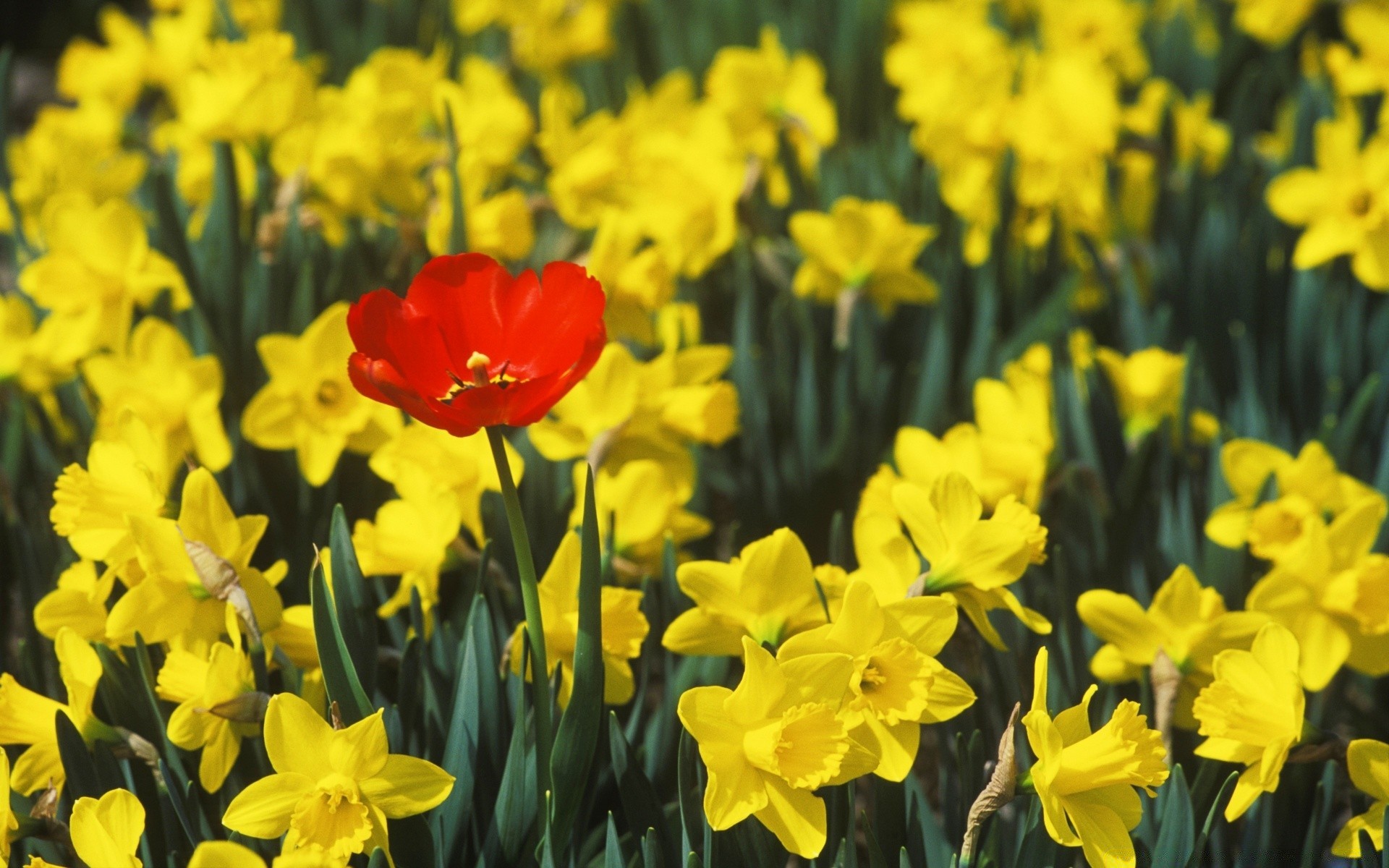 fiori di pasqua daffodil fiore daffodil flora natura tulipano giardino fiore lampada stagione di colore brillante foglia crescita petalo primavera bloom box