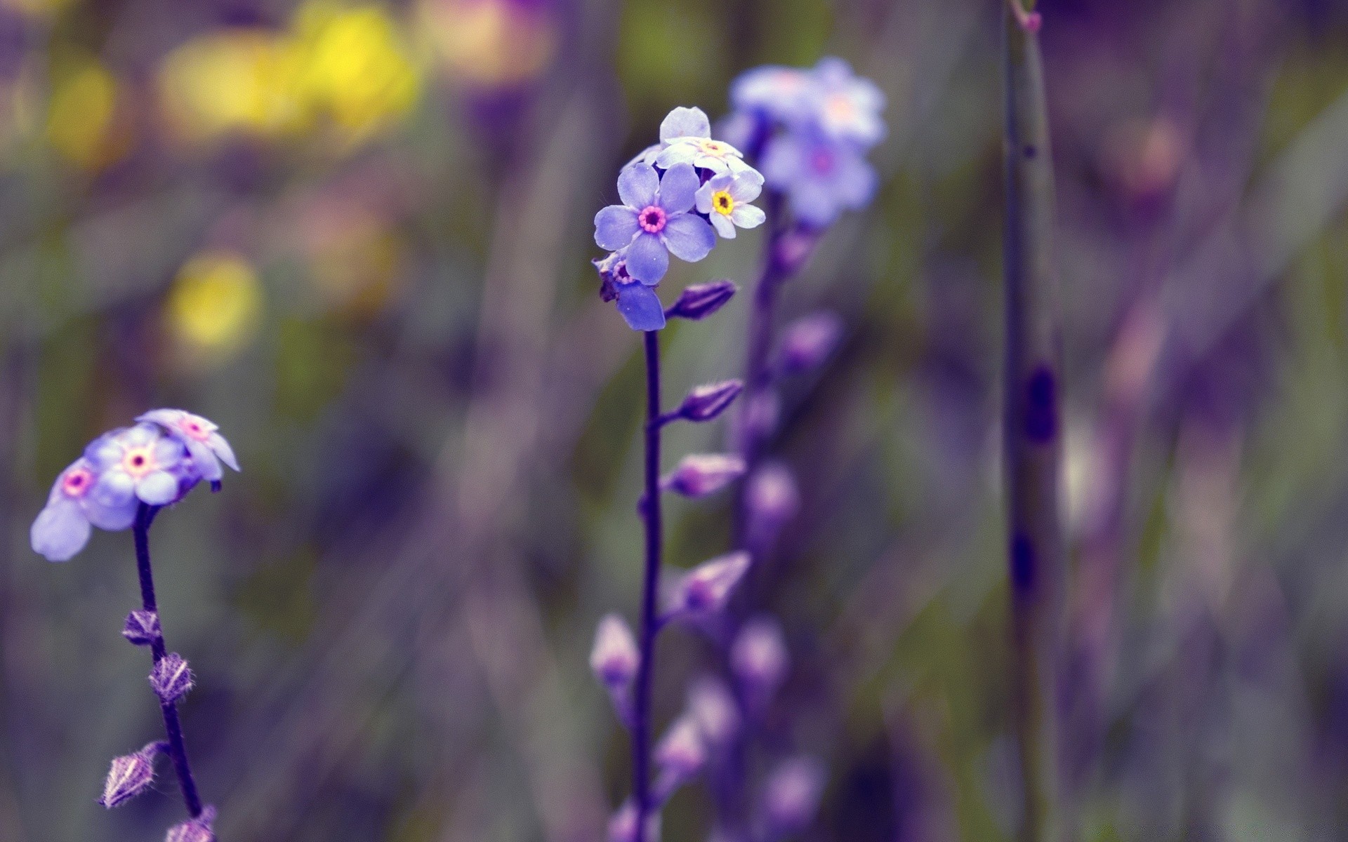 flowers flower nature flora summer outdoors growth leaf violet blooming