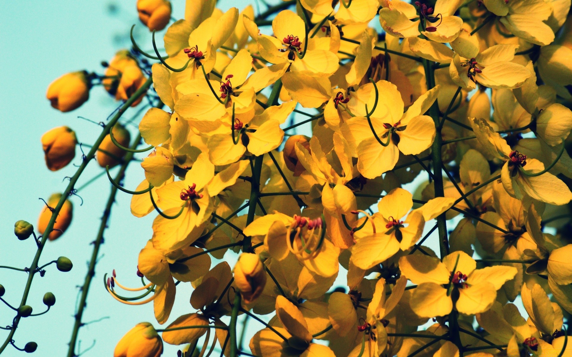 çiçekler yaprak doğa flora çiçek sezon bahçe renk açık havada yaz parlak şube ağaç büyüme çiçek güzel hava bulanıklık yakın çekim