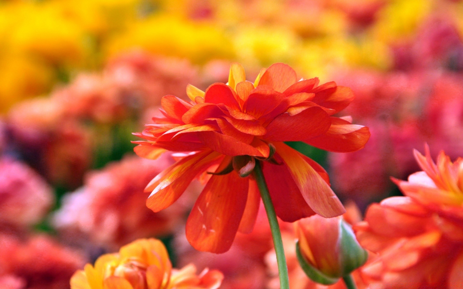 fiori natura fiore flora giardino colore foglia vivid petalo stagione fioritura estate floreale bella close-up crescita vivid sfocatura