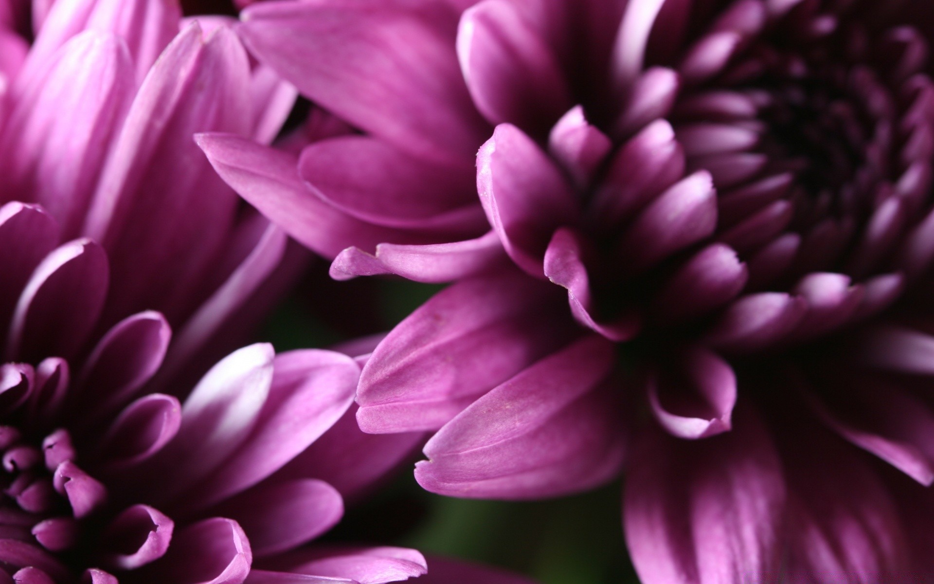 fleurs fleur nature flore belle couleur floral pétale été jardin lumineux gros plan feuille bluming dahlia délicat tête