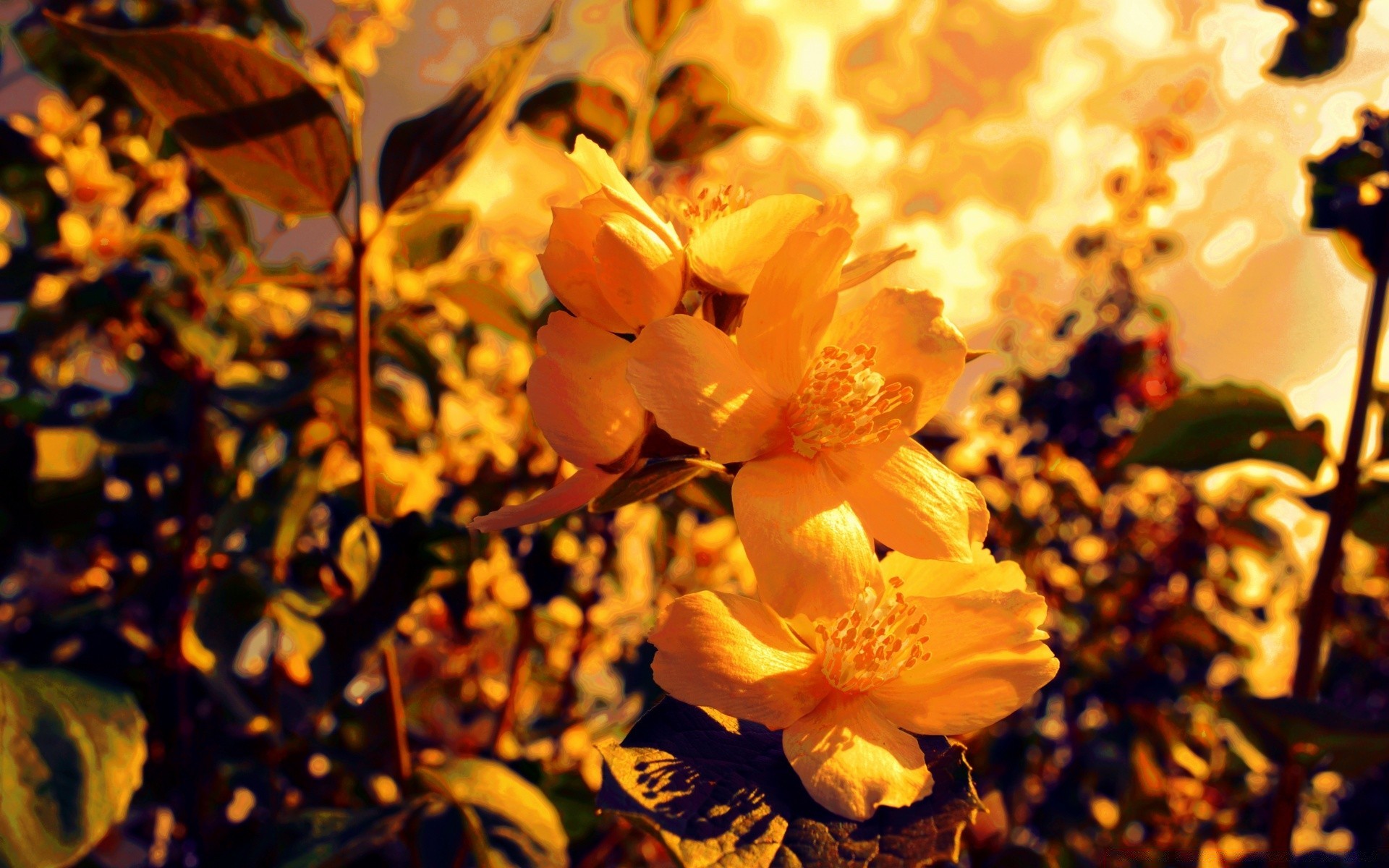 flowers leaf nature fall flora outdoors bright flower season color blur tree fair weather