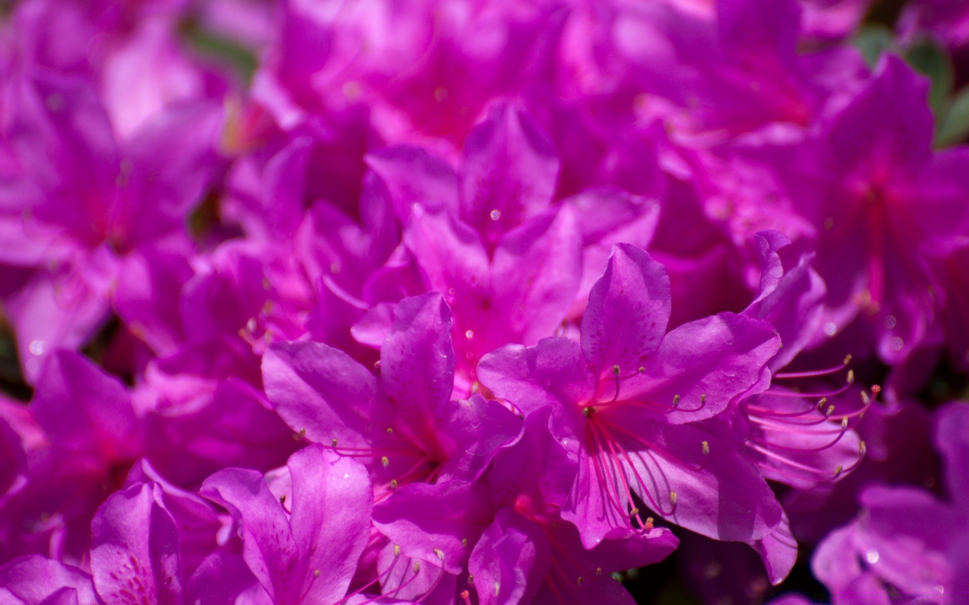 fleurs fleur nature flore jardin été pétale belle couleur floral lumineux feuille bluming délicat à l extérieur