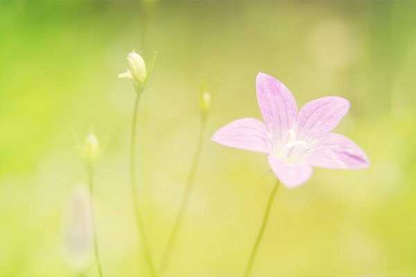 Sommer Wildblumen auf grünem Hintergrund