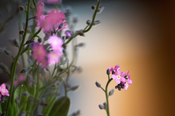 Flores de verano en la iluminación de la noche