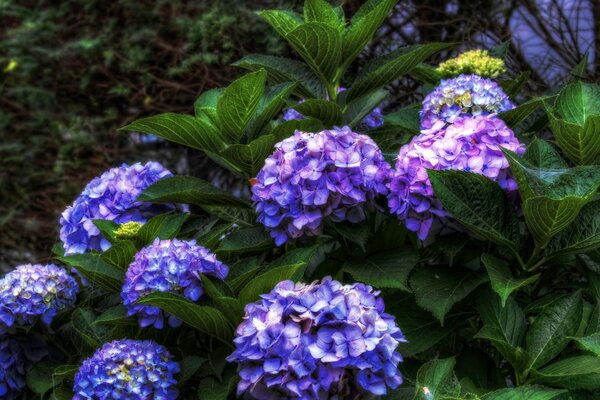 Hermosas flores púrpuras en el follaje