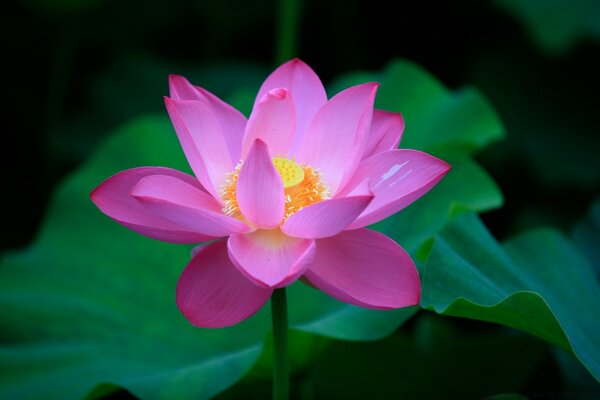 Flor de loto sobre fondo verde