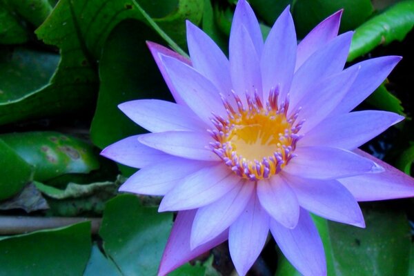 Необычайно красивый светло-фиолетовый цветок