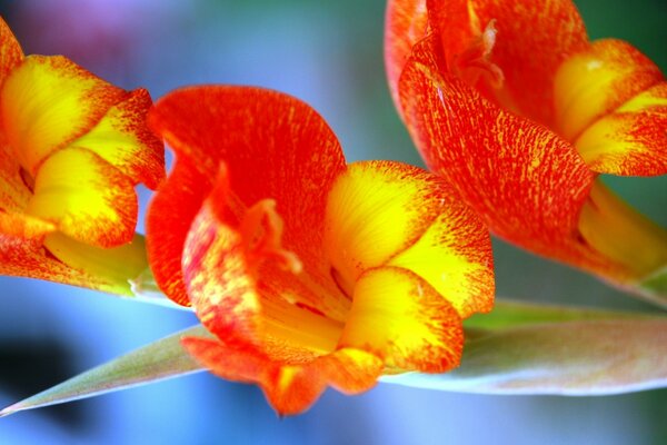 Orangefarbene Blüten am grünen Stiel