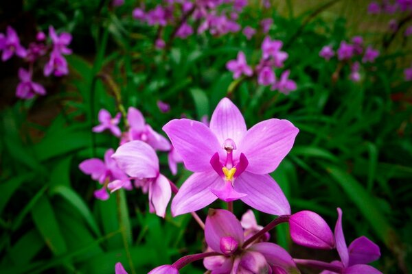 Natura. Fiori rosa sull erba verde