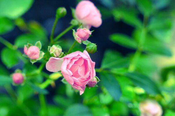 Small rosebuds of bush roses