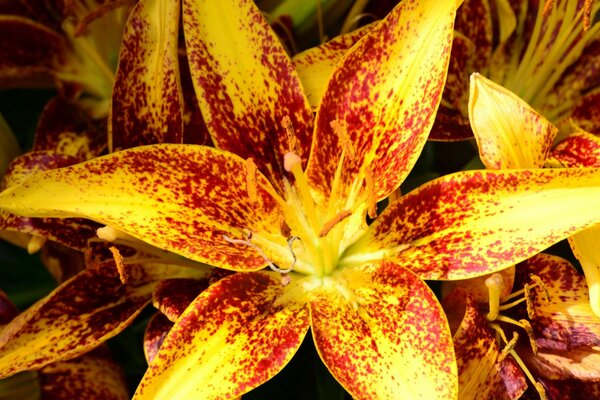 Flor brillante, hermosa. Naturaleza