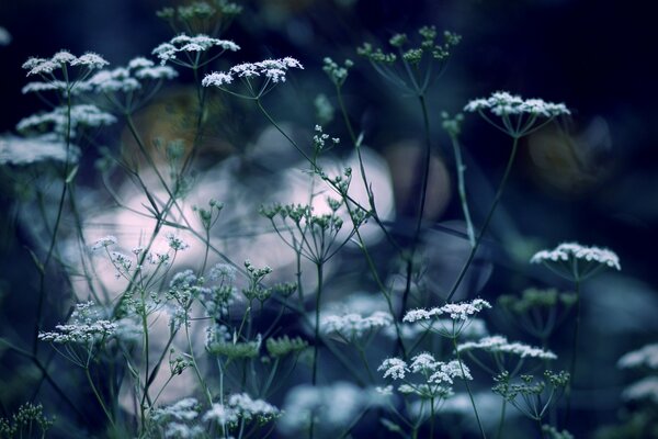 White tenderness on the background of the field