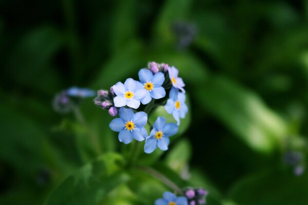 Flores lindas azules sobre fondo verde